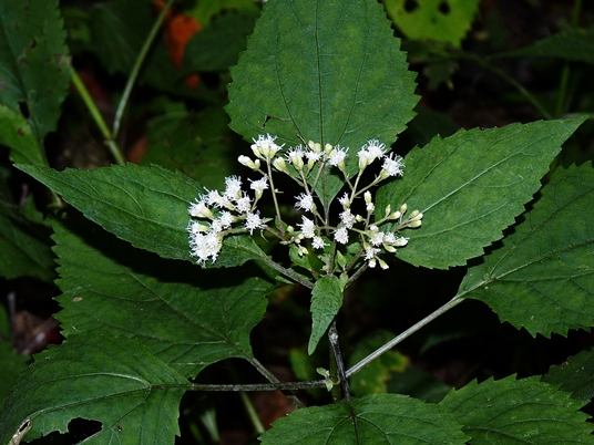 {Ageratina altissima}